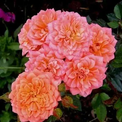 Саженцы роз НИНЕТТА спрей в Белгороде