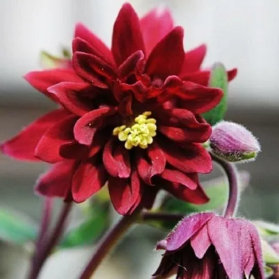 Аквилегия РУБИ ПОРТ обыкновенная  Аквилегия РУБИ ПОРТ обыкновенная в Белгороде