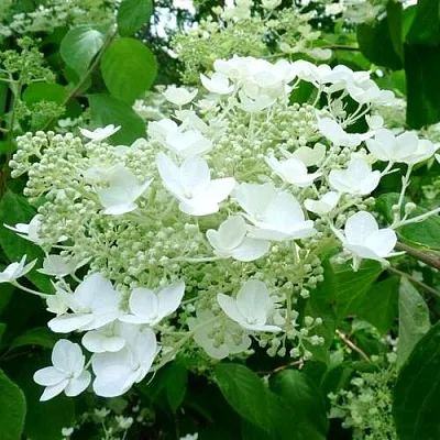 Гортензия УАЙТ ДОМ древовидная  Гортензия УАЙТ ДОМ древовидная в Белгороде