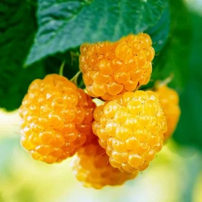 Малина МЕДОВАЯ  Малина МЕДОВАЯ в Белгороде