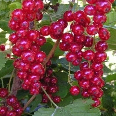 Смородина красная ПУРПУРНАЯ  Смородина красная ПУРПУРНАЯ в Белгороде