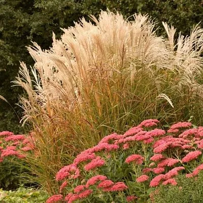 Злаки  Злаки в Белгороде