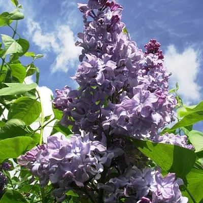 Сирень КРЫЛЬЯ НАДЕЖДЫ  Сирень КРЫЛЬЯ НАДЕЖДЫ в Белгороде