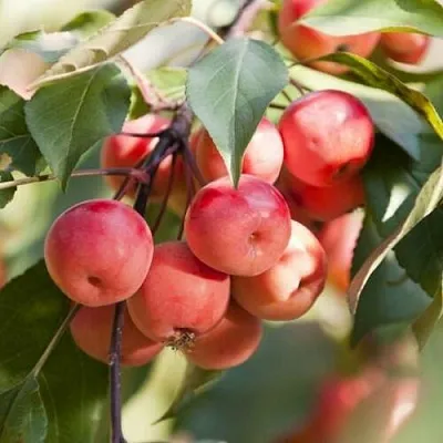 Яблоня ВИШНЕПЛОДНАЯ декоративная  Яблоня ВИШНЕПЛОДНАЯ декоративная в Белгороде