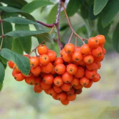 Рябина ВЕФЕД сладкоплодная — описание сорта Рябина ВЕФЕД сладкоплодная в Белгороде