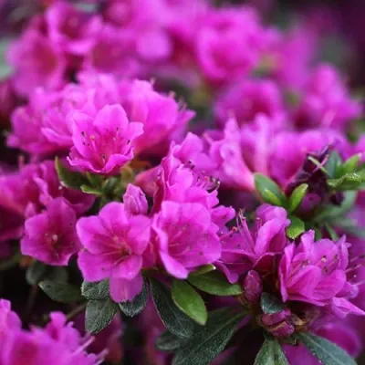 Азалия ХИРОКА японская — описание сорта Азалия ХИРОКА японская в Белгороде