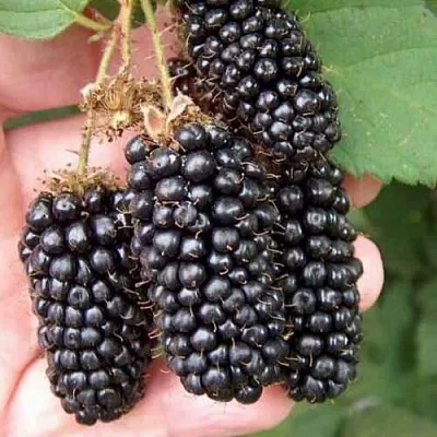 Ежевика ЛОХ НЕСС бесшипная  Ежевика ЛОХ НЕСС бесшипная в Белгороде