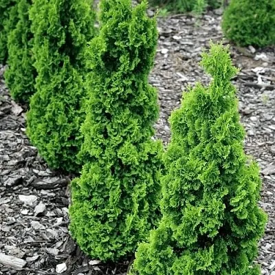 Туя ЗМАТЛИК западная в Белгороде