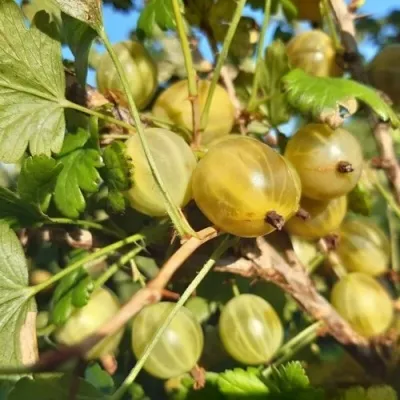 Крыжовник БЕЛОРУСCКИЙ САХАРНЫЙ 2 — описание сорта Крыжовник БЕЛОРУСCКИЙ САХАРНЫЙ 2 в Белгороде