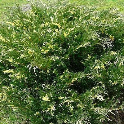 Можжевельник АНДОРА ВАРИЕГАТА горизонтальный в Белгороде