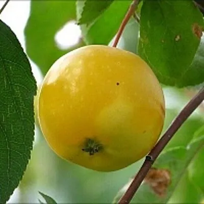 Яблоня КИТАЙКА ЖЁЛТАЯ колонновидная в Белгороде