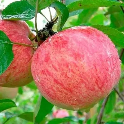 Яблоня КОРИЧНОЕ ПОЛОСАТОЕ  Яблоня КОРИЧНОЕ ПОЛОСАТОЕ в Белгороде