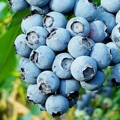 Голубика БРИГИТТА БЛЮ  Голубика БРИГИТТА БЛЮ в Белгороде