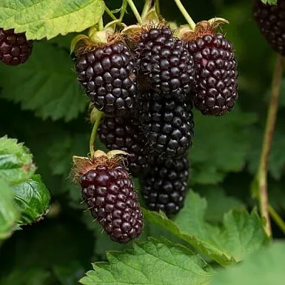 Ежемалина  Ежемалина в Белгороде