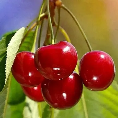 Черешня ТЕРЕМОШКА  Черешня ТЕРЕМОШКА в Белгороде