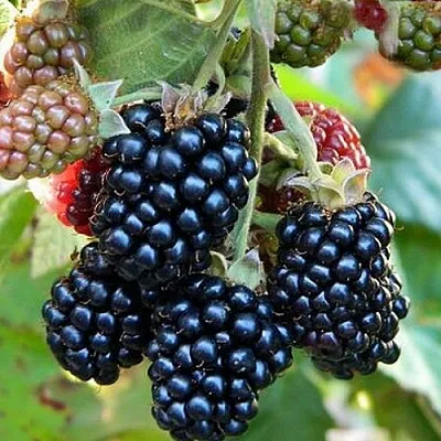 Ежевика ОУАЧИТА бесшипная  Ежевика ОУАЧИТА бесшипная в Белгороде