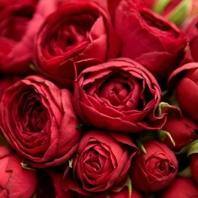 Саженцы роз РЕД ЛЕЙС спрей в Белгороде