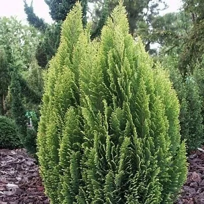 Кипарисовик ЭЛВУДИ ЭМПАЙР лавсана  Кипарисовик ЭЛВУДИ ЭМПАЙР лавсана в Белгороде