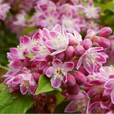 Дейция СТРОБЕРРИ ФИЛДС   Дейция СТРОБЕРРИ ФИЛДС  в Белгороде