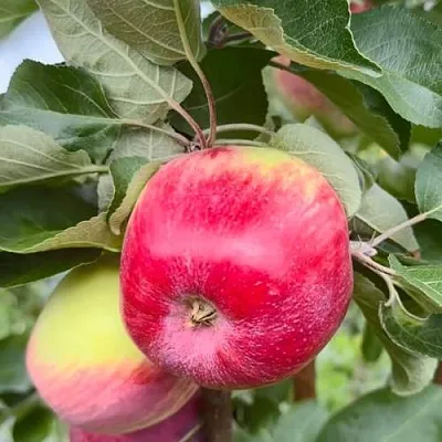 Яблоня АРБАТ колонновидная  Яблоня АРБАТ колонновидная в Белгороде