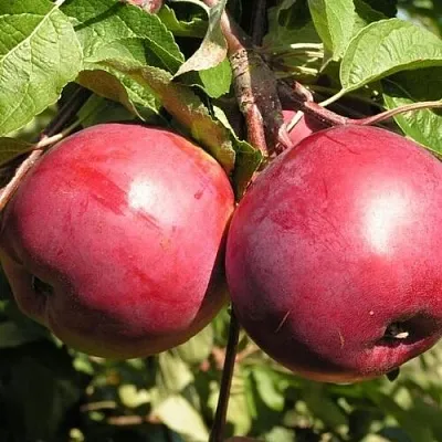 Яблоня ДАРУНАК  Яблоня ДАРУНАК в Белгороде