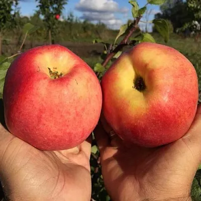 Яблоня КОВРОВОЕ стелющаяся  Яблоня КОВРОВОЕ стелющаяся в Белгороде