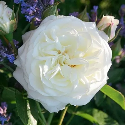 Саженцы роз АЛАБАСТЕР флорибунда  Саженцы роз АЛАБАСТЕР флорибунда в Белгороде