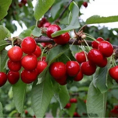 Черешня ДОНЕЦКАЯ КРАСАВИЦА в Белгороде