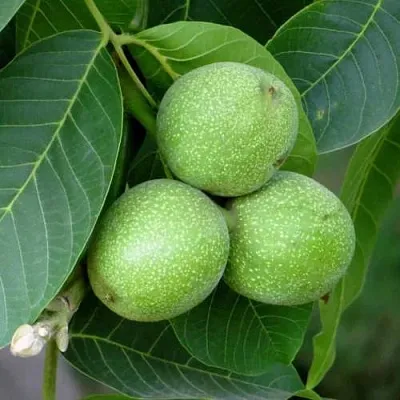 Грецкий орех ЮРИЙ ГАГАРИН  Грецкий орех ЮРИЙ ГАГАРИН в Белгороде