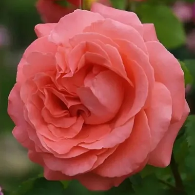 Саженцы роз ДИДИ БРИДЖУОТЕР плетистая  Саженцы роз ДИДИ БРИДЖУОТЕР плетистая в Белгороде