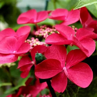 Гортензия РОТШВАНЦ крупнолистная  Гортензия РОТШВАНЦ крупнолистная в Белгороде