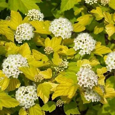 Пузыреплодник ДАРТС ГОЛД  Пузыреплодник ДАРТС ГОЛД в Белгороде