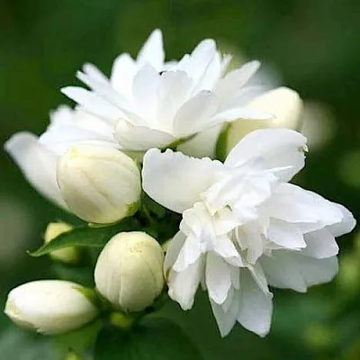 Жасмин ШНЕЕШТРУМ  Жасмин ШНЕЕШТРУМ в Белгороде