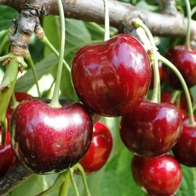 Черешня САШЕНЬКА  Черешня САШЕНЬКА в Белгороде