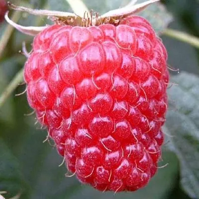 Ремонтантная  Ремонтантная в Белгороде