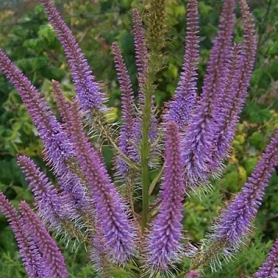 Вероникаструм ФАСЦИНЕЙШН  Вероникаструм ФАСЦИНЕЙШН в Белгороде