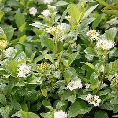 Дерен ФЛАВИРАМЕА отпрысковый   Дерен ФЛАВИРАМЕА отпрысковый  в Белгороде