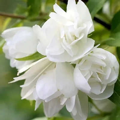 Жасмин МАНТО Д’ЭРМИН  Жасмин МАНТО Д’ЭРМИН в Белгороде