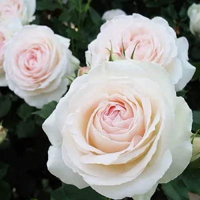 Саженцы роз ПАЛЕ РОЯЛЬ плетистая  Саженцы роз ПАЛЕ РОЯЛЬ плетистая в Белгороде