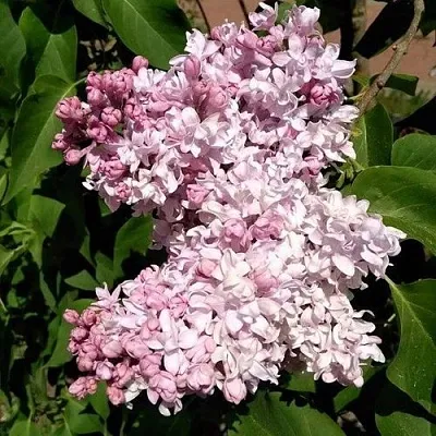 Сирень МИЛОСЕРДИЕ  Сирень МИЛОСЕРДИЕ в Белгороде