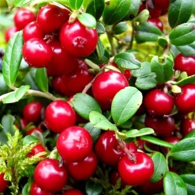 Брусника садовая КОРАЛЛ — описание сорта Брусника садовая КОРАЛЛ в Белгороде