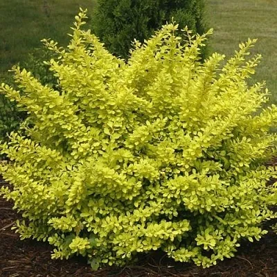 Барбарис АУРЕА тунберга в Белгороде