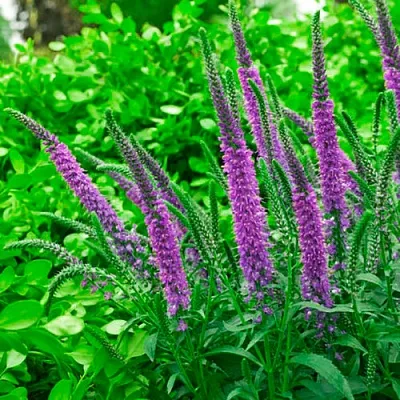 Вероника ФЕСТ МАТЧ длиннолистная  Вероника ФЕСТ МАТЧ длиннолистная в Белгороде