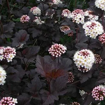 Пузыреплодник ДИАБЛО  Пузыреплодник ДИАБЛО в Белгороде