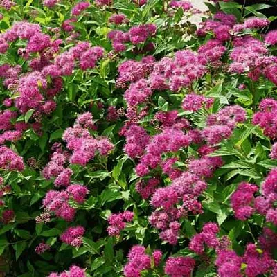 Спирея КРИСПА японская в Белгороде