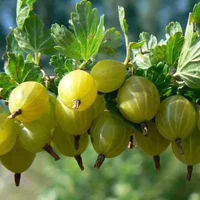 Крыжовник ХИННОНМАЙНЕН КЕЛЬТАЙНЕН в Белгороде