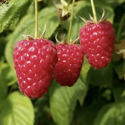 Малина МАПЕМА   Малина МАПЕМА  в Белгороде