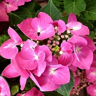 Гортензия ТАУБЕ крупнолистная  Гортензия ТАУБЕ крупнолистная в Белгороде