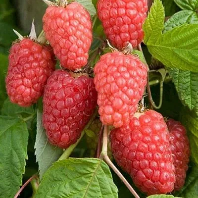 Малина КАСКАД ДЕЛАЙТ  Малина КАСКАД ДЕЛАЙТ в Белгороде