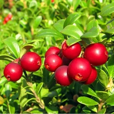 Брусника садовая РЕД ПЕРЛ в Белгороде